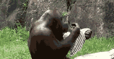 aϤ