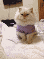 aϤ