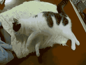 aϤ