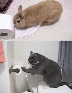 aϤ
